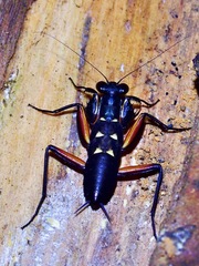 Metallyticus violaceus