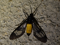 Cosmosoma stibosticta