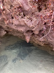 Eudistoma psammion