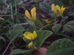 Rhynchosia diversifolia