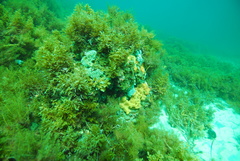 Holopsamma laminaefavosa