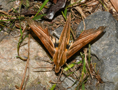 Xylophanes barbuti