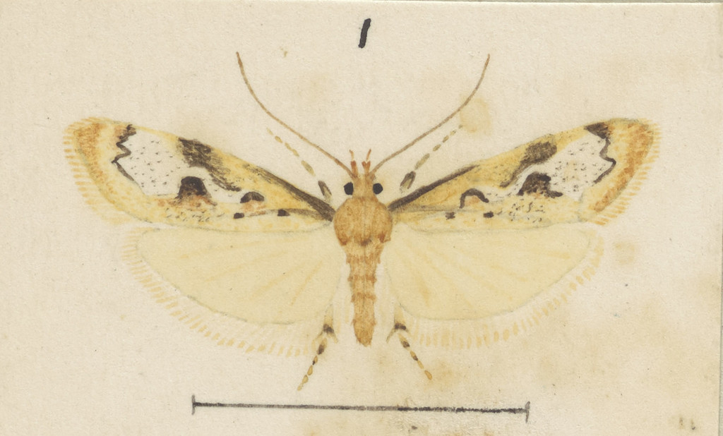 Atomotricha prospiciens