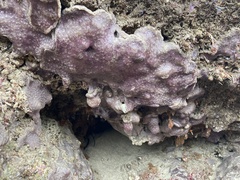 Eudistoma psammion