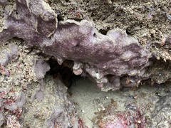 Eudistoma psammion