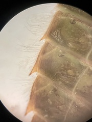 Stenogomphurus rogersi