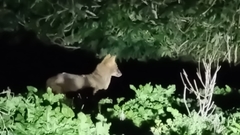 Canis aureus syriacus