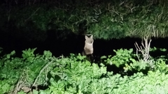 Canis aureus syriacus