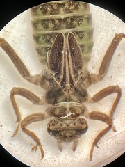 Stenogomphurus rogersi