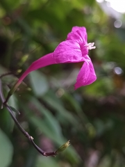 Ruellia pereducta