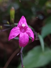Ruellia pereducta