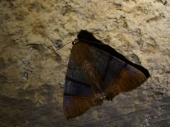 Eulepidotis superior