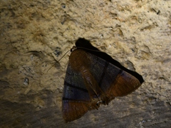 Eulepidotis superior