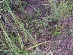 Rhynchosia diversifolia