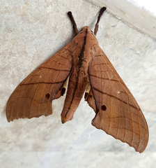 Marumba cristata