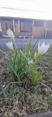 Zephyranthes