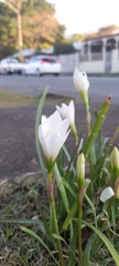 Zephyranthes