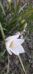 Zephyranthes