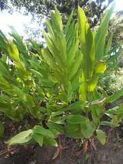 Angiospermae