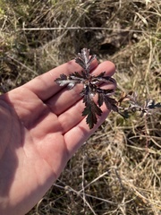 Crataegus berberifolia
