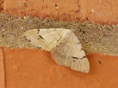 Frederickia flaviterminata