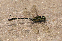 Hemigomphus heteroclytus