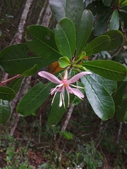 Hauya elegans cornuta