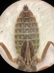 Stenogomphurus rogersi