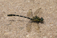 Hemigomphus heteroclytus