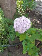 Hydrangea