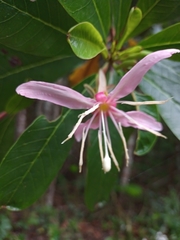 Hauya elegans cornuta