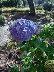 Hydrangea
