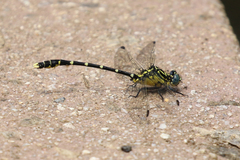 Hemigomphus