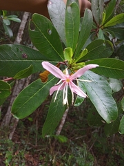 Hauya elegans cornuta