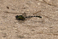 Hemigomphus heteroclytus