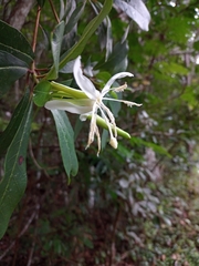 Hauya elegans cornuta