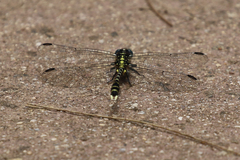 Hemigomphus heteroclytus