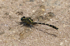Hemigomphus