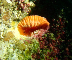 Monomyces rubrum