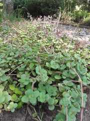 Crassula