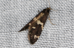 Lepidoscia tyrobathra