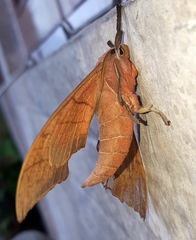 Marumba cristata