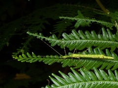 Cesaphasma