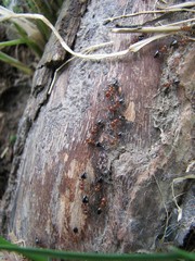 Crematogaster schmidti