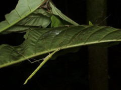 Cesaphasma