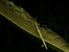 Cesaphasma
