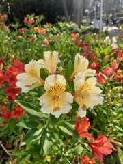 Alstroemeria
