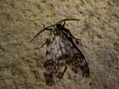 Eucereon chloraenoma