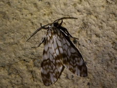 Eucereon chloraenoma