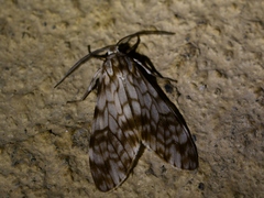 Eucereon chloraenoma